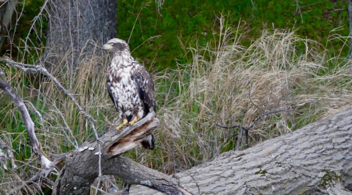 Deer Lake Improvement Association Golden Eagle on a log