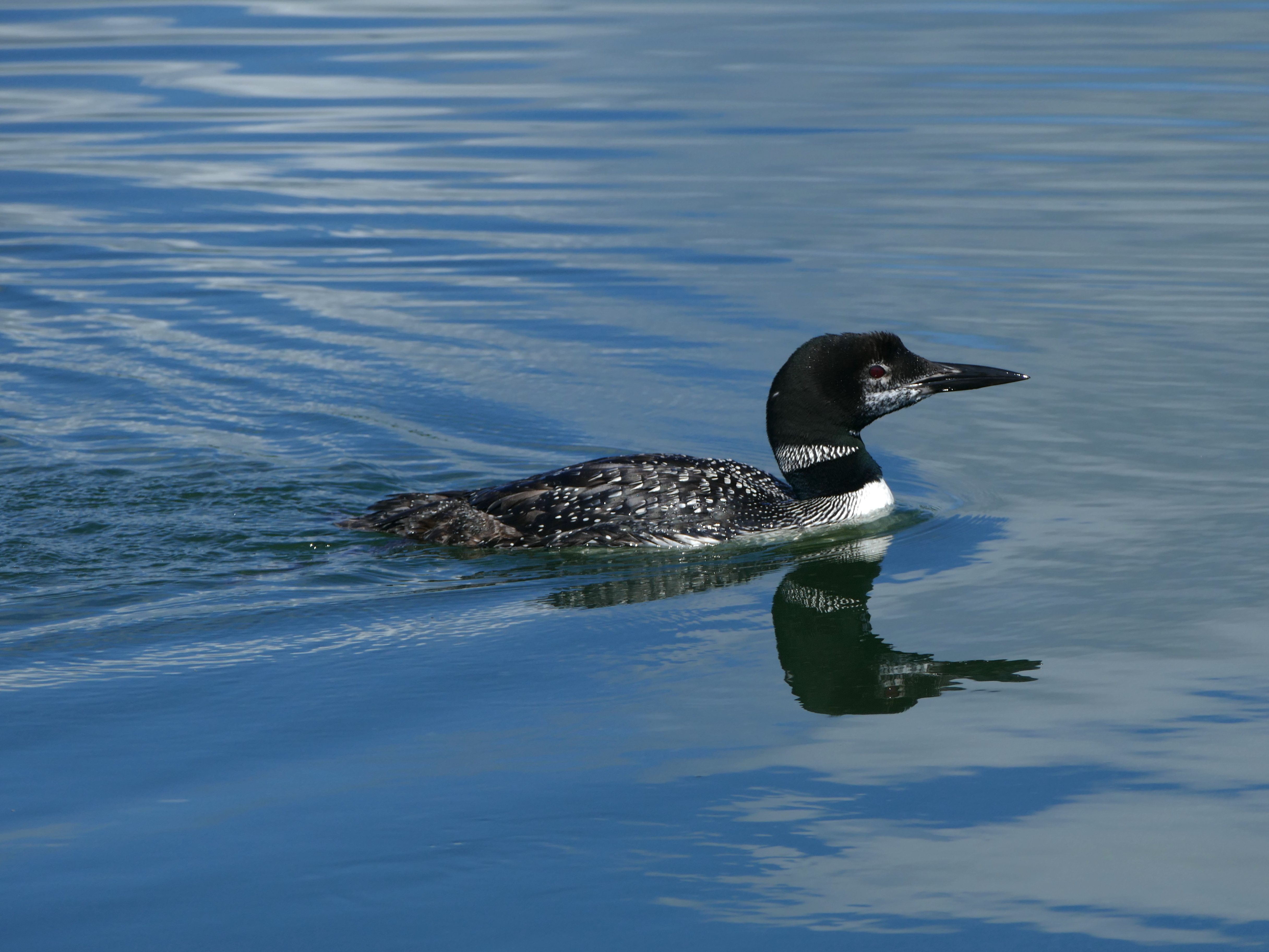 The Deer Lake Conservancy …