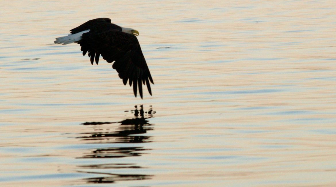 Deer Lake Improvement Association eagle just above the lake