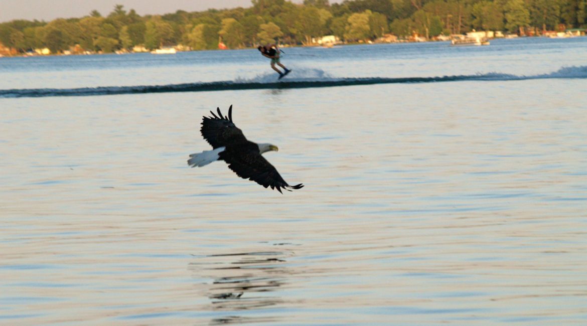 Deer Lake Improvement Association eagle on the water