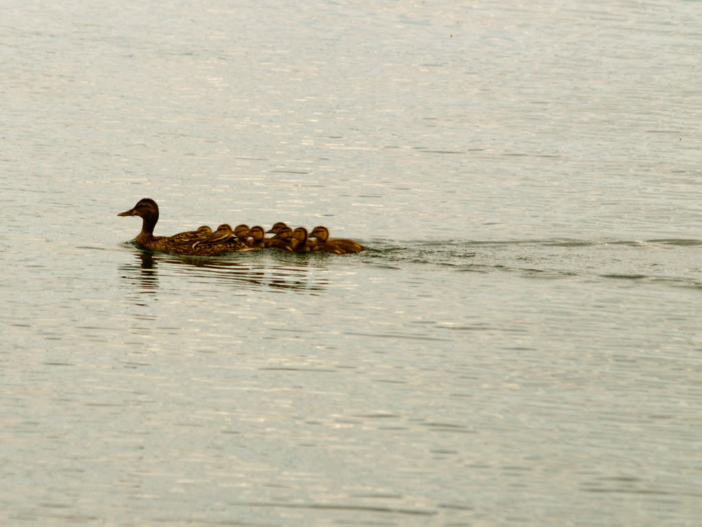 Duck with ducklings